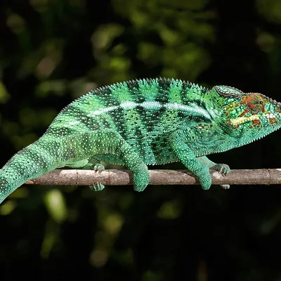 Panther chameleon walking along a branch