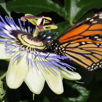Monarch butterfly feeding on a passionflower