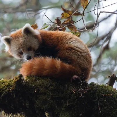 Red Panda
